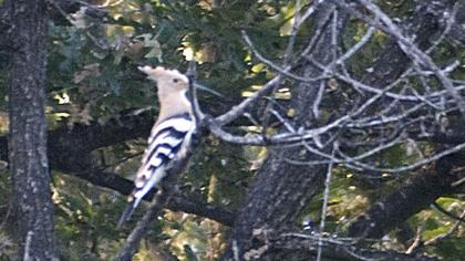 Eurasian Hoopoe