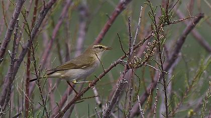 Willow Warbler