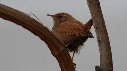 Çitkuşu