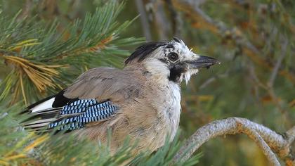 Eurasian Jay