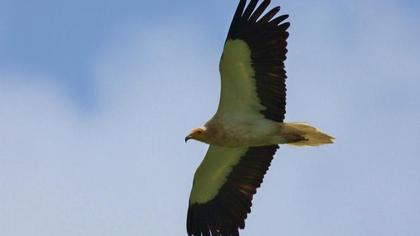 Egyptian Vulture