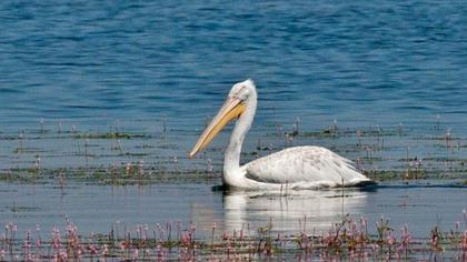 Dalmatian Pelican