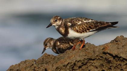 Ruddy Turnstone