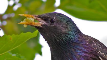 Common Starling