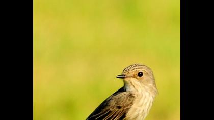 Spotted Flycatcher