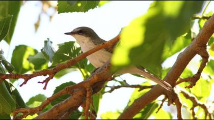 Lesser Whitethroat