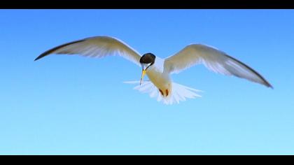 Little Tern