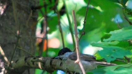 Marsh Tit