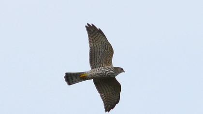 Levant Sparrowhawk