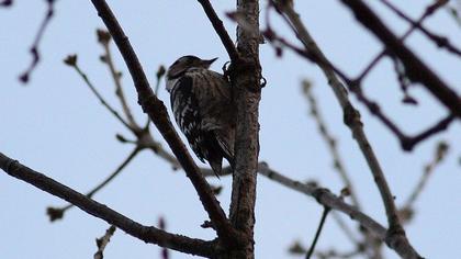Lesser Spotted Woodpecker