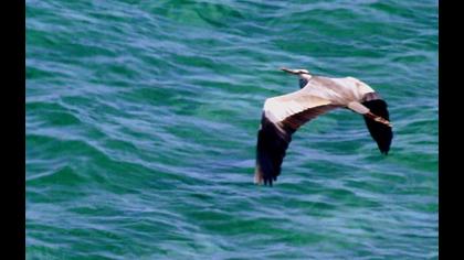Grey Heron