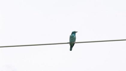 European Roller