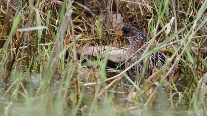 Spotted Crake