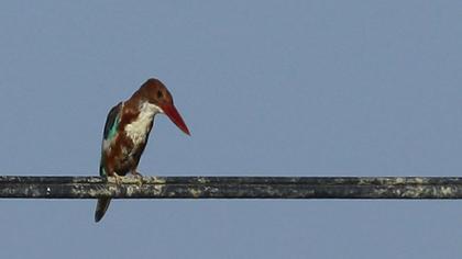 İzmir yalıçapkını