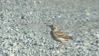 Tawny Pipit