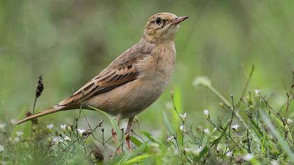 Tawny Pipit