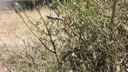 Lesser Whitethroat