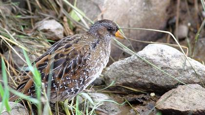 Spotted Crake