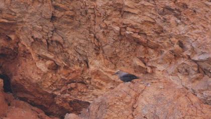 Wallcreeper