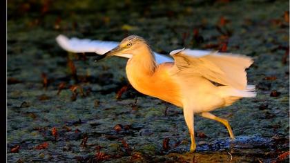 Squacco Heron