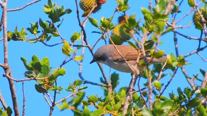 Lesser Whitethroat