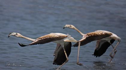 Flamingo
