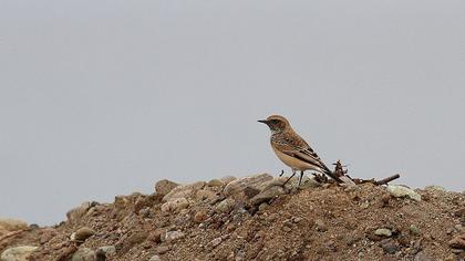 Black-eared Wheatear