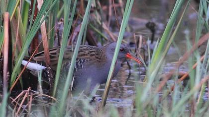 Water Rail
