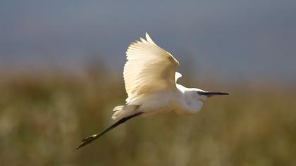 Little Egret