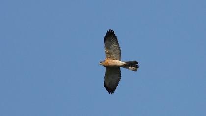 Levant Sparrowhawk