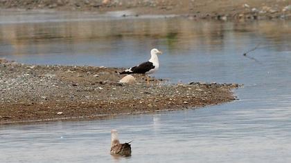 Lesser Black-backed Gull