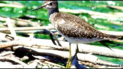 Wood Sandpiper