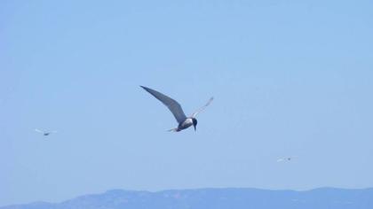Whiskered Tern