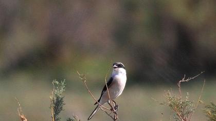Lesser Grey Shrike