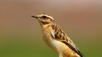 Whinchat