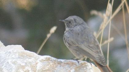 Kara kızılkuyruk
