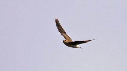 Karakanatlı bataklıkkırlangıcı
