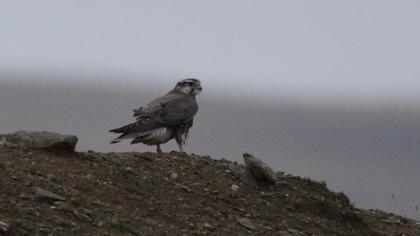 Saker Falcon