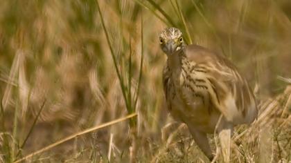 Squacco Heron