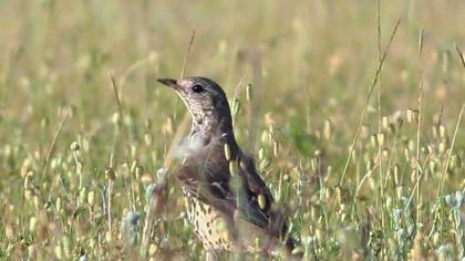 Mistle Thrush
