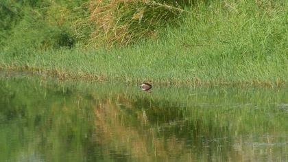 Little Grebe