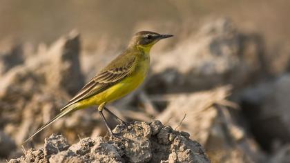Western Yellow Wagtail