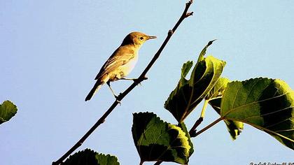 Eastern Olivaceous Warbler