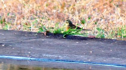Cirl Bunting