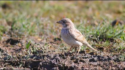 Turkestan Short-toed Lark