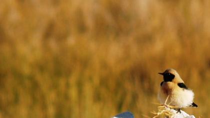 Black-eared Wheatear