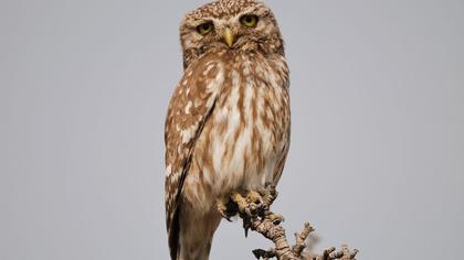 Little Owl