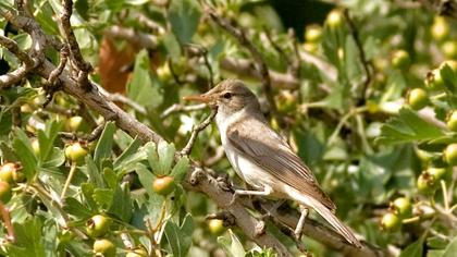 Olive-tree Warbler
