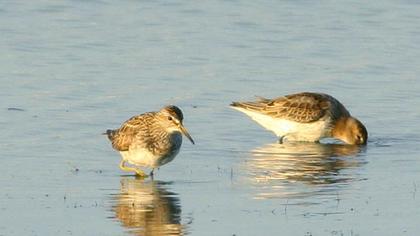 Pectoral Sandpiper
