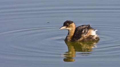 Little Grebe
